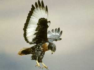 Animals - aquila 7  